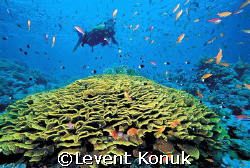 Tiran Islands by Levent Konuk 
